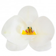 Orchideenblüte weiß Oblate
