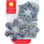 Cookie Cutter Assorted Snowflake Set/7