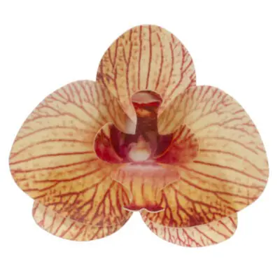 Orchideenblüte orange Oblate